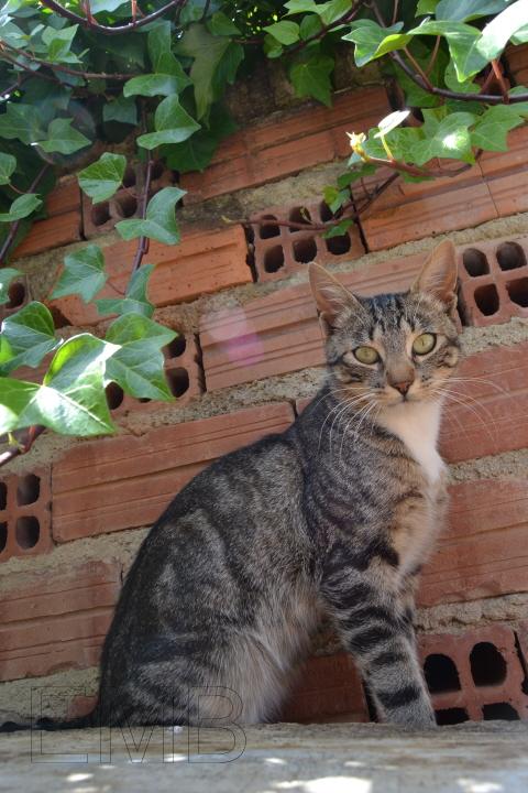 Una foto, un día: la buena vida