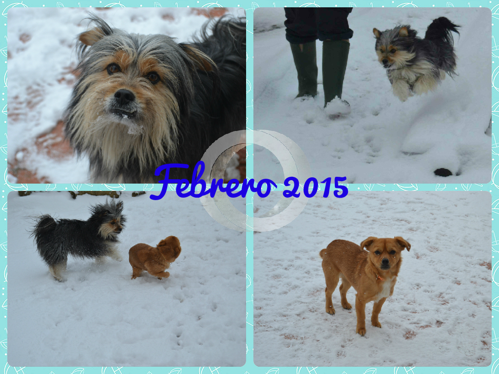 mis perros en la nieve