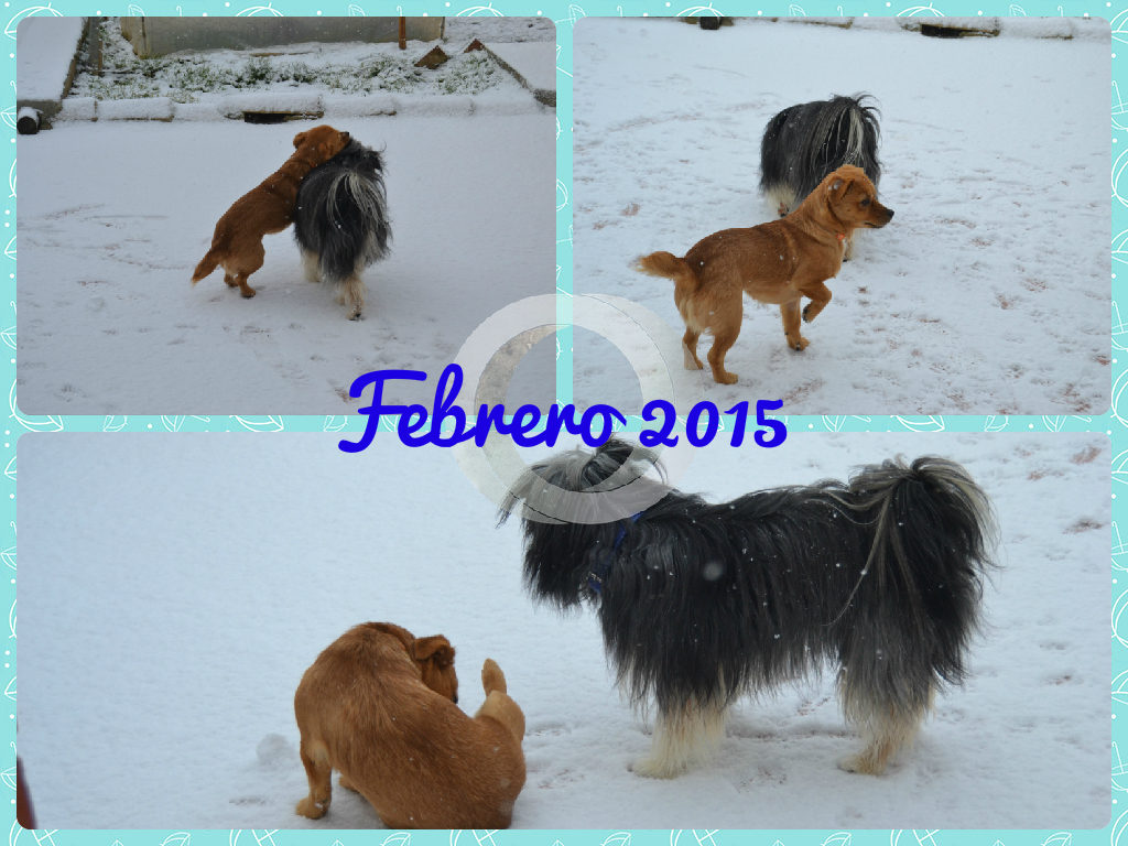 Mis perros en la nieve