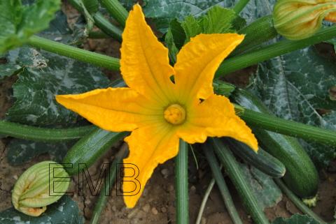 Una foto un día: la más bonita flor del huerto