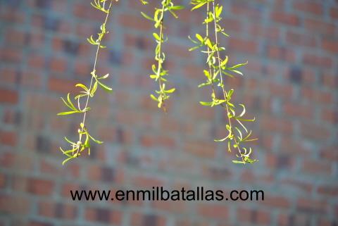 Recibiendo a la primavera