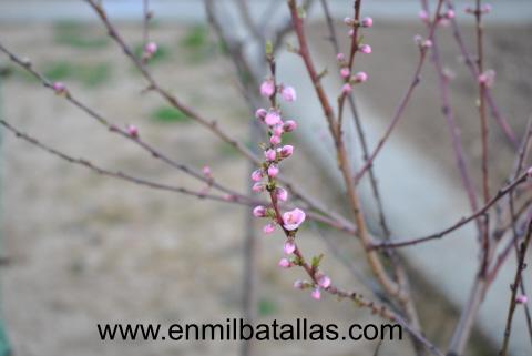 Feliz primavera 2011