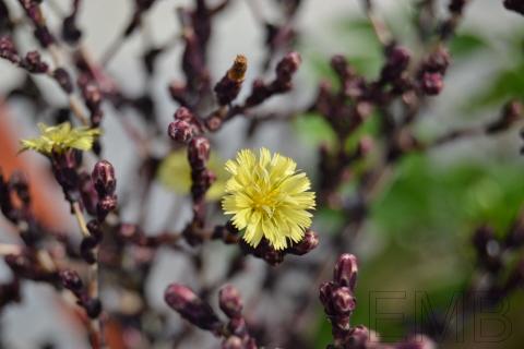 Flor de lechuga hoja de roble