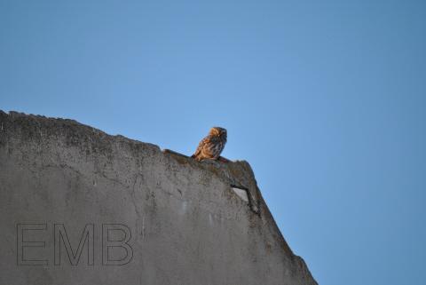 Una foto, un día: Fauna salvaje