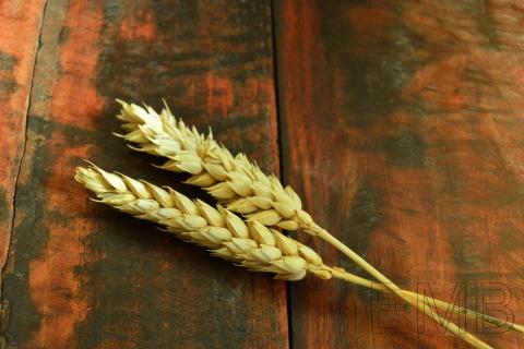 Una foto, un día: espigas de trigo