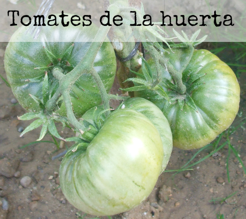 Tomates de la huerta