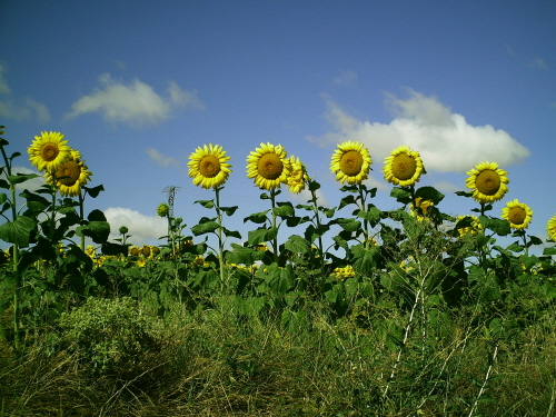 El girasol