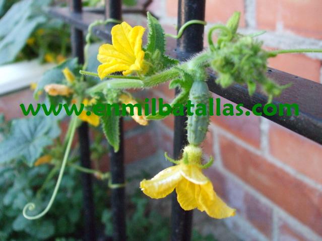 Pepinillo en flor