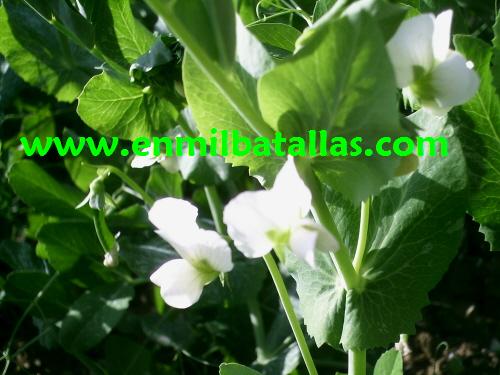 Planta de guisante en flor