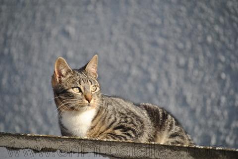 Propuestas de fotografía: un gato, algo a rayas, ojos verdes