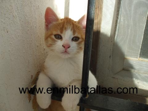Kitty, los viernes al sol