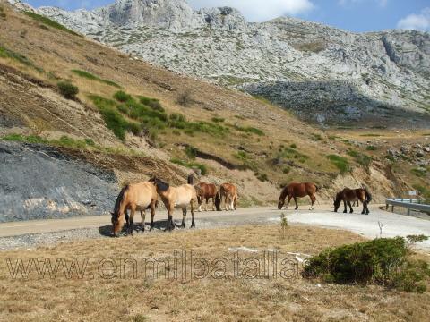 Desde el mirador de la Varga, manada de caballos