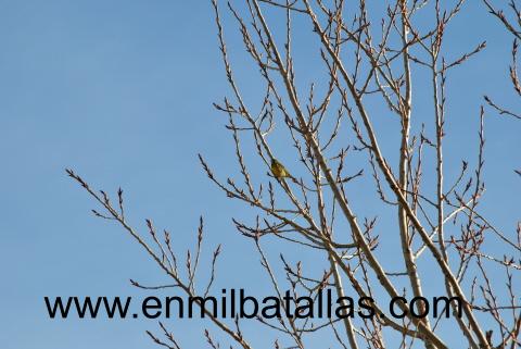 Pájaro en los árboles de la ribera del Canal de Castilla
