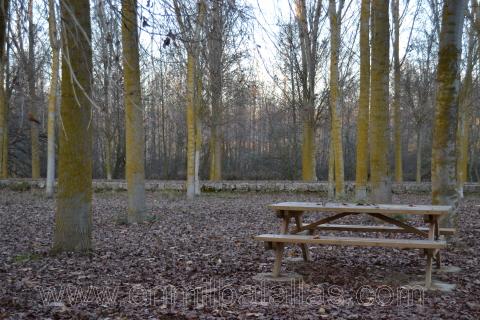 Propuestas de fotografías: hojas secas, un lugar donde sentarse, un banco de madera, árboles...