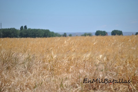campos de cereales en tierra de campos palentina