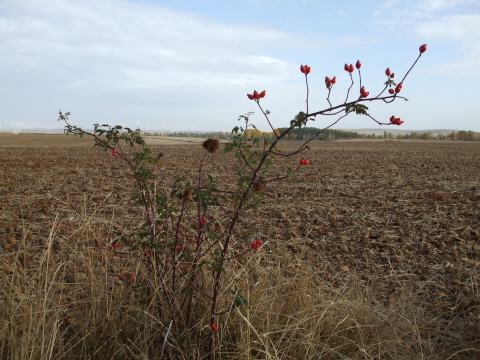 Bayas, golosinas de otoño