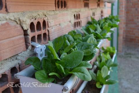 Espinacas cultivadas en canalones