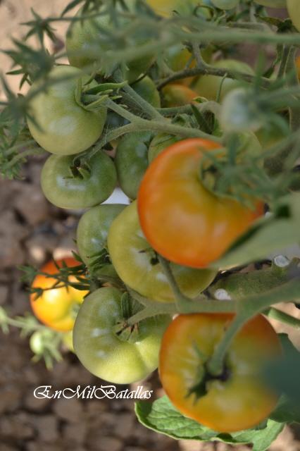 Cultivando tomates de rama