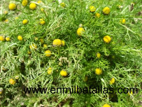 Herbario I: un herbario clásico