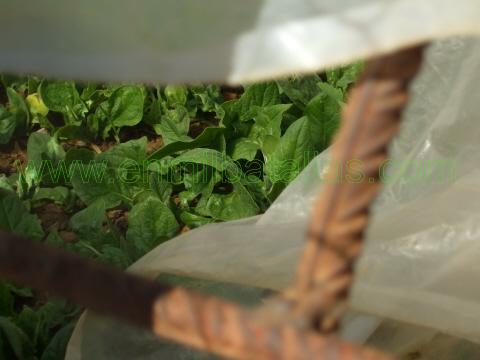 Espinacas de la huerta