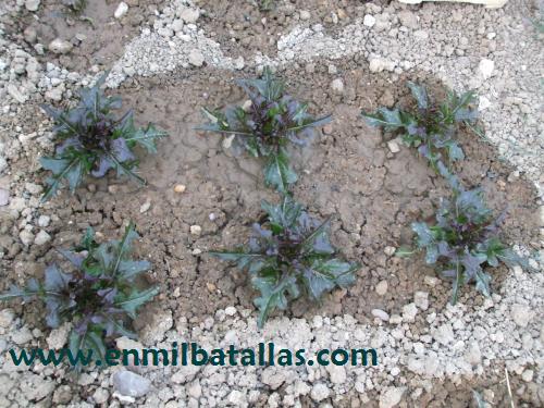 Lechugas hoja de roble