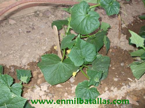 Plantas de pepinillos