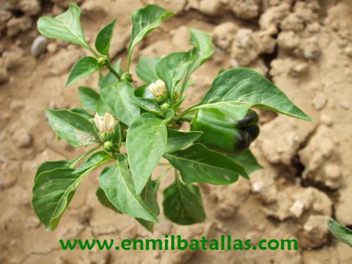 Planta de pimiento morrón