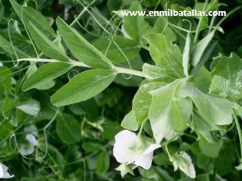 Plantas de guisante con flores y vainas Plantas de guisante con flores y vainas