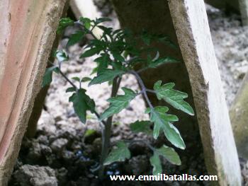 Tomates Raf Tomates Raf