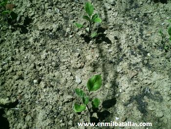 Plantas berenjena Plantas berenjena
