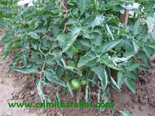 Plantas de tomate