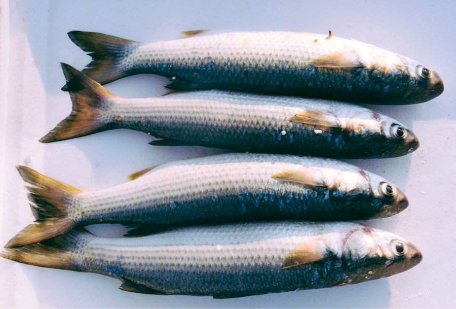 Cuáles son los pescados más baratos y saludables - El Jardín de Venus