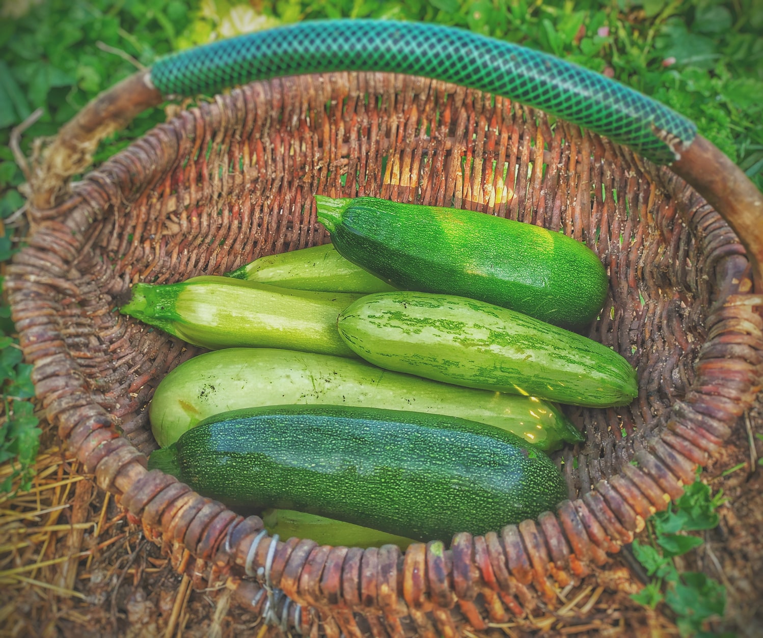 Qué hacer con calabacín - El Jardín de Venus