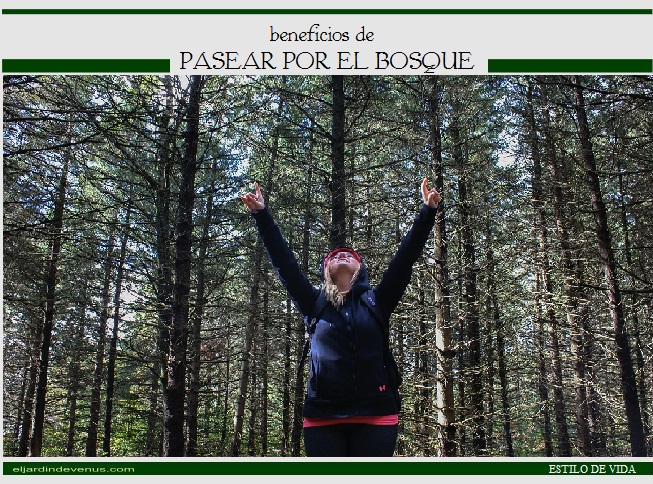 Beneficios de pasear por el bosque