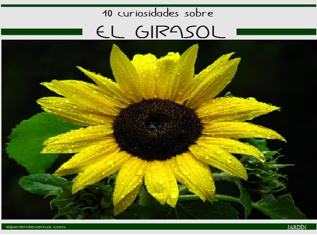 10 curiosidades sobre el girasol