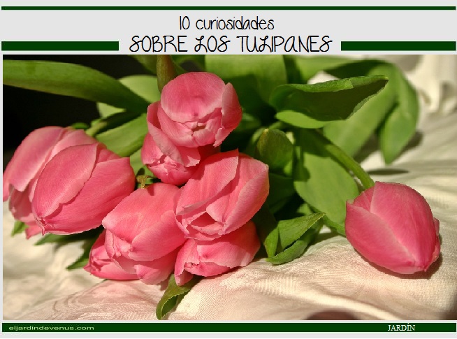 10 curiosidades sobre los tulipanes