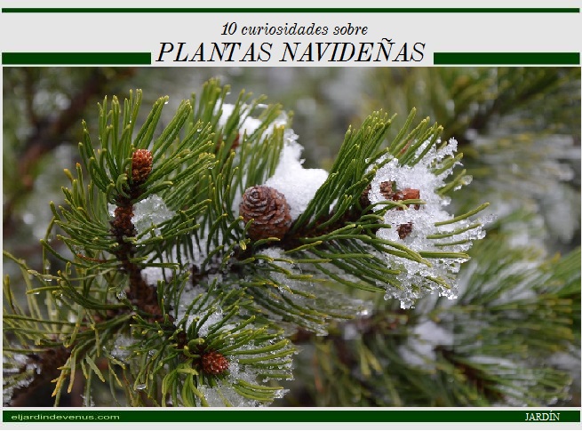 10 curiosidades sobre plantas navideñas