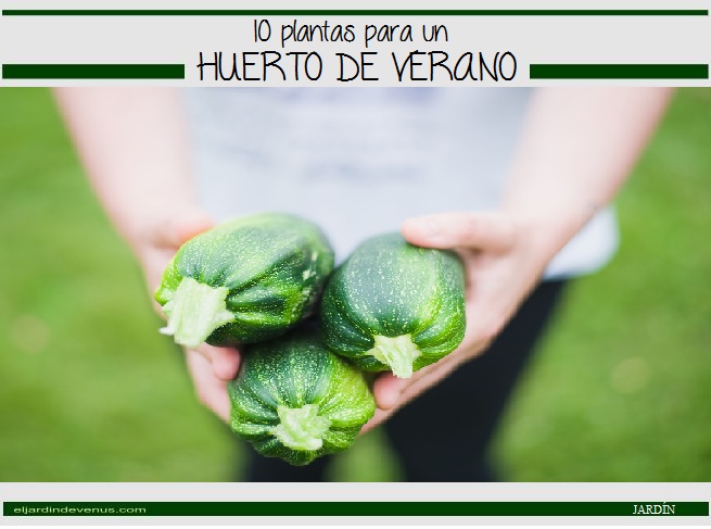 10 plantas para un huerto de verano - El Jardín de Venus