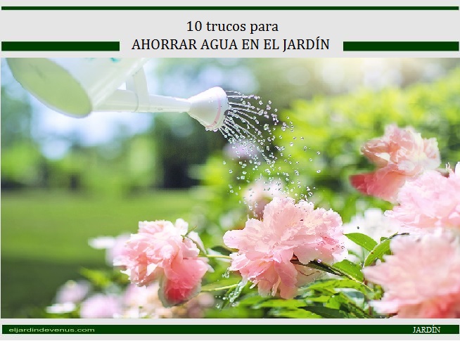 10 trucos para ahorrar agua en el jardín - El Jardín de Venus