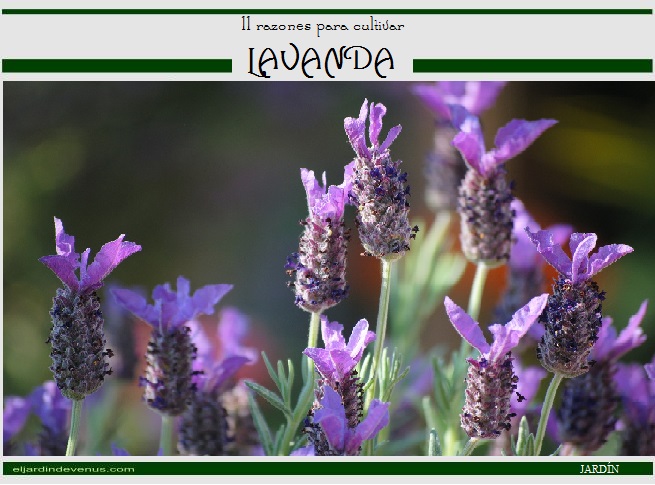 11 razones para cultivar lavanda