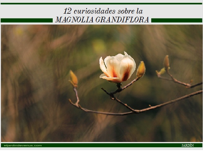 12 curiosidades sobre la magnolia grandiflora - El Jardín de Venus