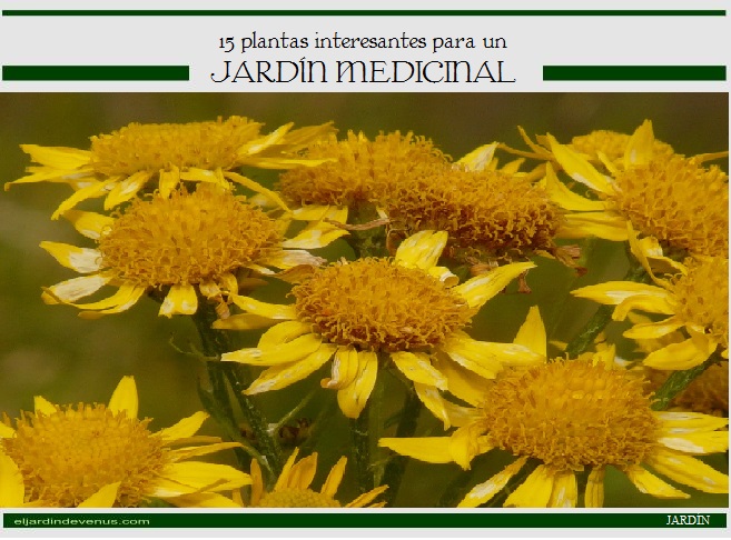 15 plantas interesantes para un jardín medicinal