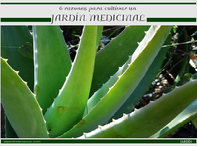 6 razones para cultivar un jardín medicinal