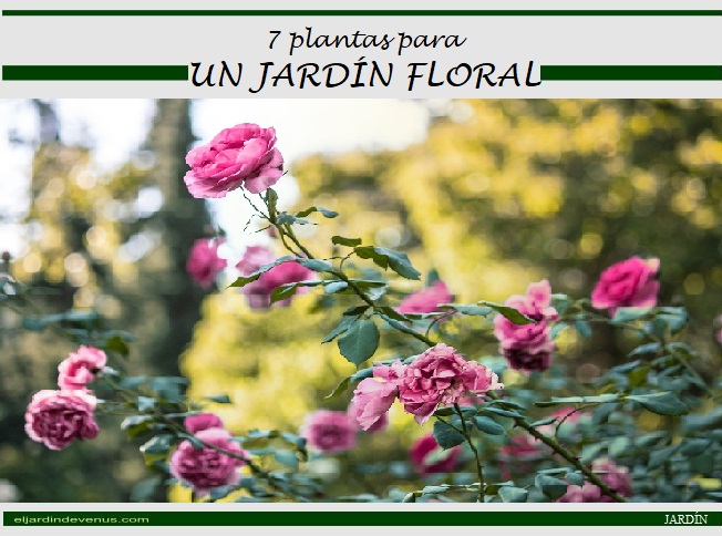 7 plantas para un jardín floral -  El Jardín de Venus