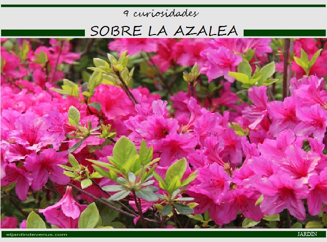 9 curiosidades sobre la azalea - El Jardín de Venus