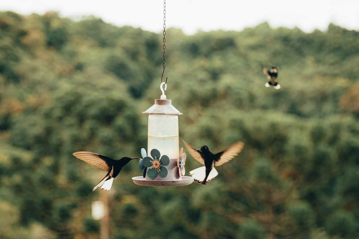 Independencia el estudio Un pan Bebederos para aves para jardín. - El Jardín de Venus