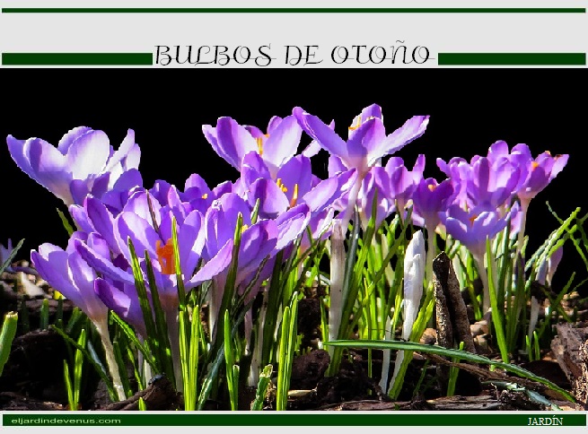 Bulbos de otoño