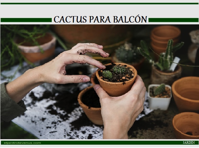 Cactus para balcón - El Jardín de Venus