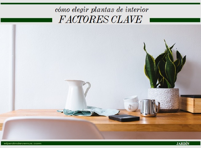 Cómo elegir plantes de interior, factores clave - El Jardín de Venus