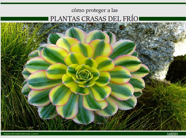 Cómo proteger a las plantas crasas del frío - El Jardín de Venus